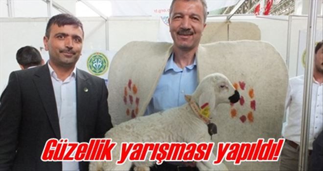 Kuzu güzellik yarışması