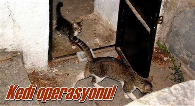 Kedi operasyonu!