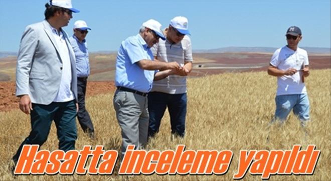 Hububat hasadı devam ediyor