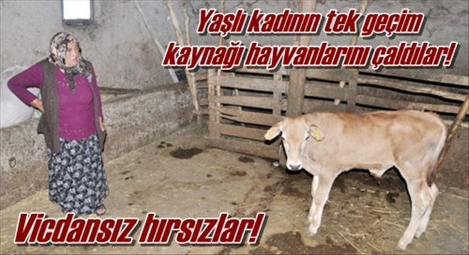  Yaşlı kadının tek geçim  kaynağı hayvanlarını çaldılar!