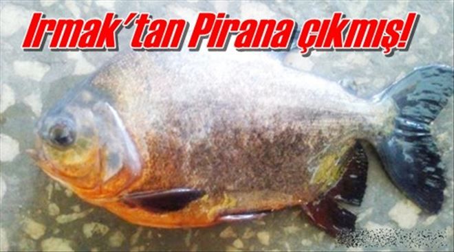 Dikkat! Kızılırmak´ta pirana var!