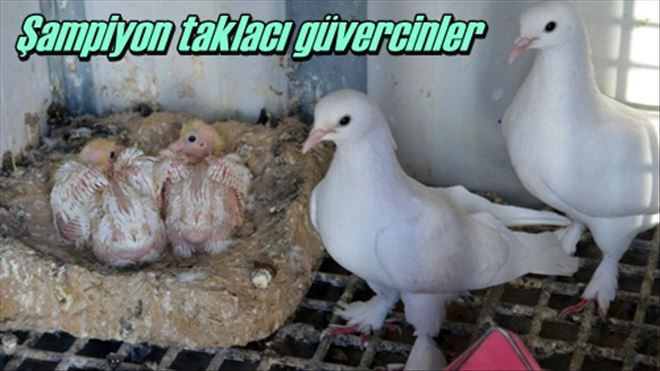 Şampiyon taklacı güvercinler