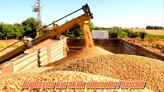 Buğdayda kuraklık ödemeleri başladı
