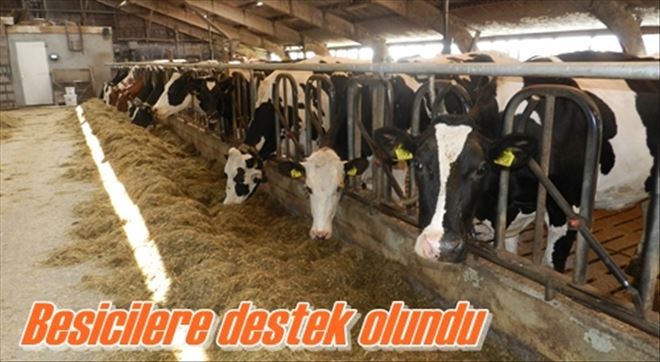 11 vatandaşa süt ineği