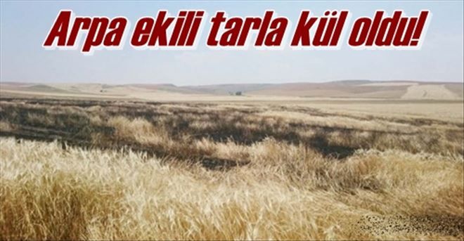 80 dekarlık tarla yandı!