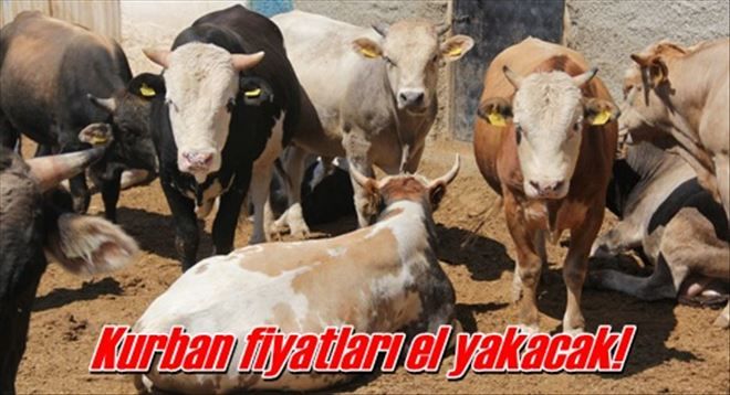 Kurban fiyatları el yakacak!