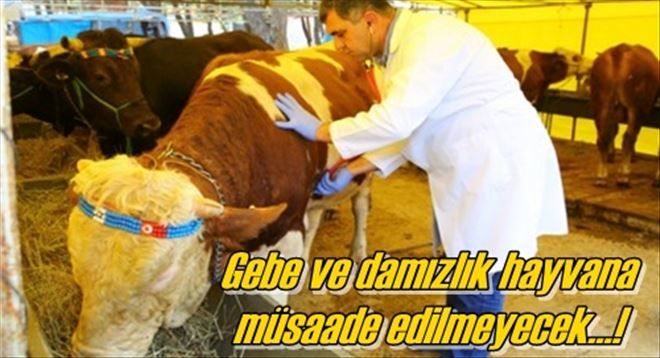 Gebe ve damızlık hayvana  müsaade edilmeyecekv