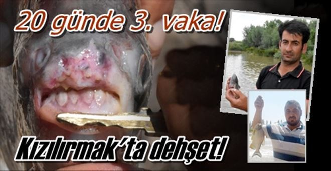 Kızılırmak´ta pirana dehşeti! 