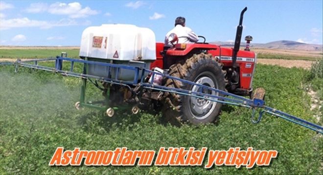 Astronotların bitkisi yetişiyor