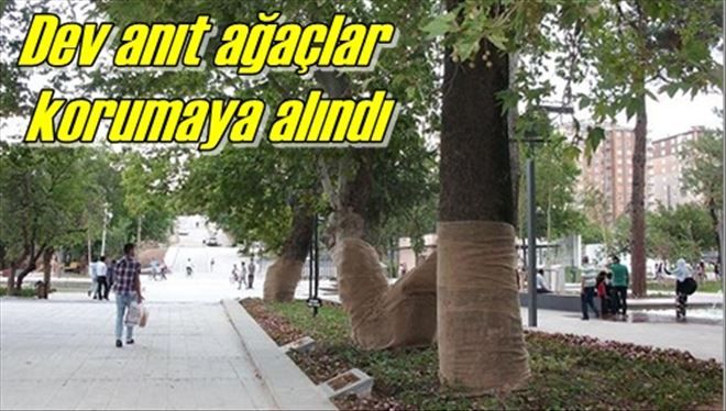 Dev anıt ağaçlar korumaya alındı