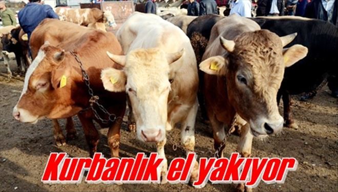 Kurbanlık el yakıyor!