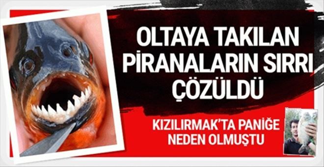 Piranaların sırrı çözüldü!