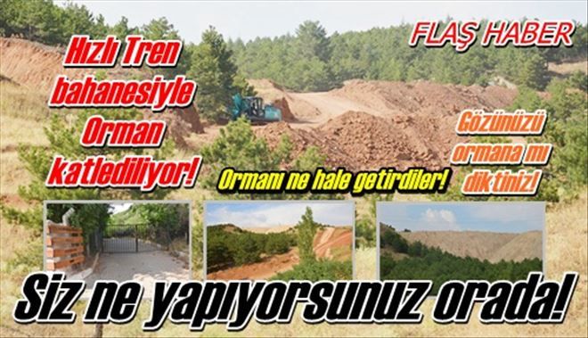 Ormanı yok ediyorlar!