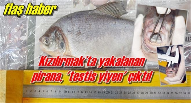  Kızılırmak´ta yakalanan  pirana, ´testis yiyen´ çıktı!