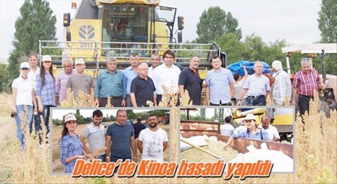 Kinoa hasadı yapıldı