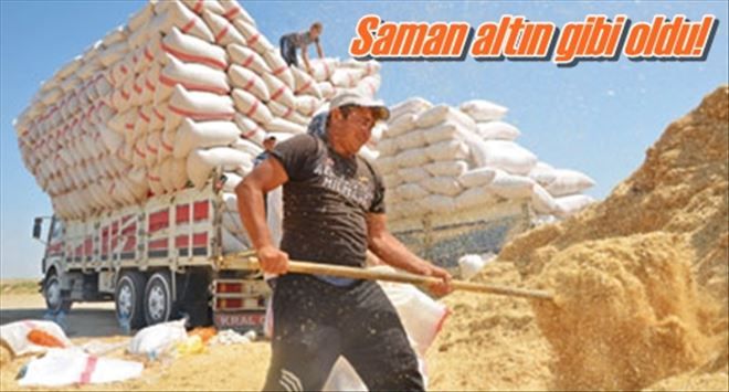Saman altın gibi oldu!