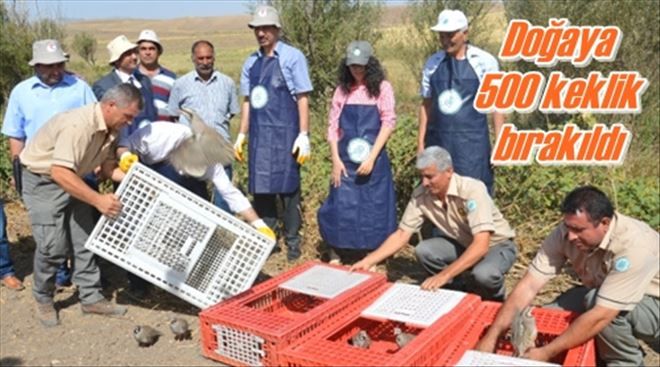 500 Keklik doğaya salındı 