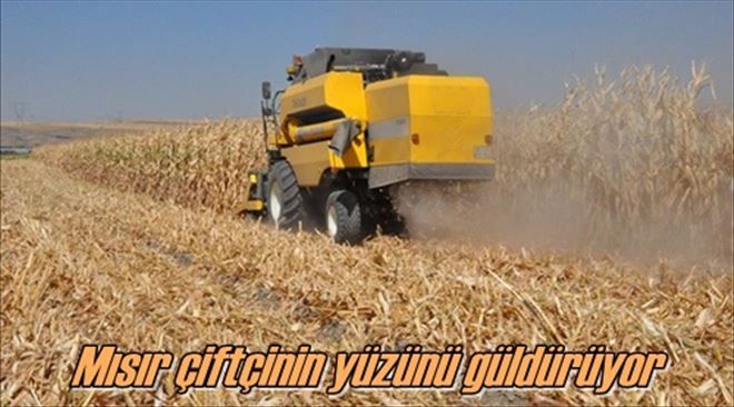 Mısır çiftçinin yüzünü güldürüyor
