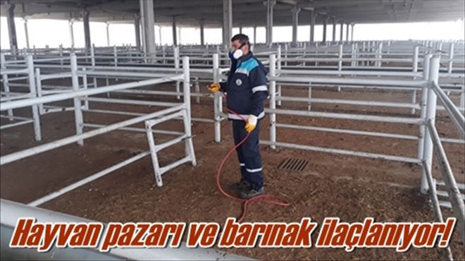 Hayvan pazarı ve barınak ilaçlanıyor!
