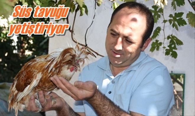 Tavuk tutkusu