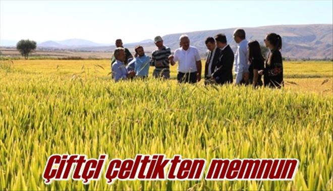 Çeltik güldürdü