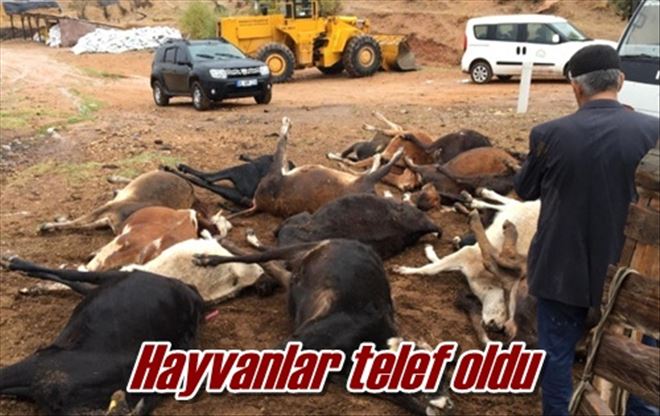 Hayvanlar telef oldu