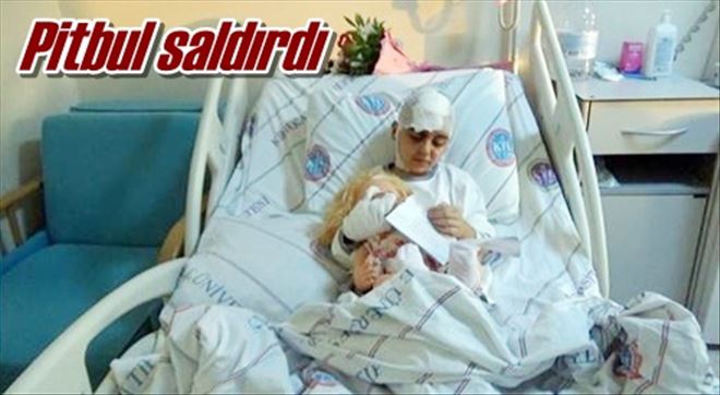 Pitbul saldırdı