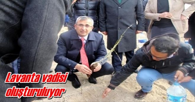 Lavanta vadisi oluşturuluyor