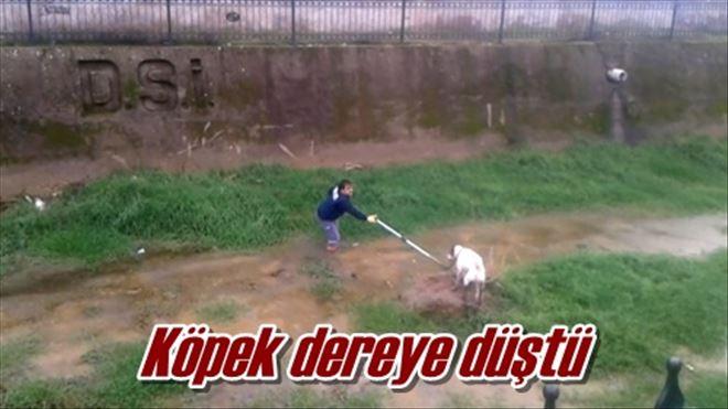 Köpek dereye düştü