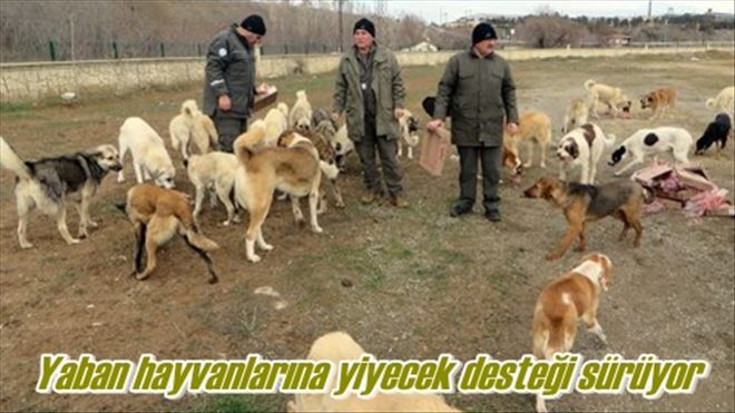Yaban hayvanlarına yem destek sürüyor