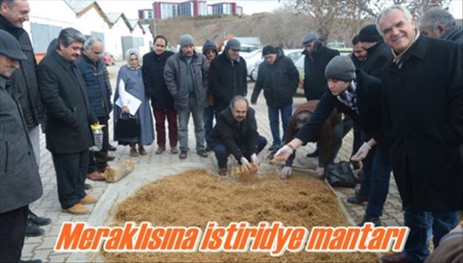 Meraklısına istiridye mantarı