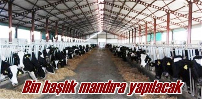 Bin başlık mandıra yapılacak