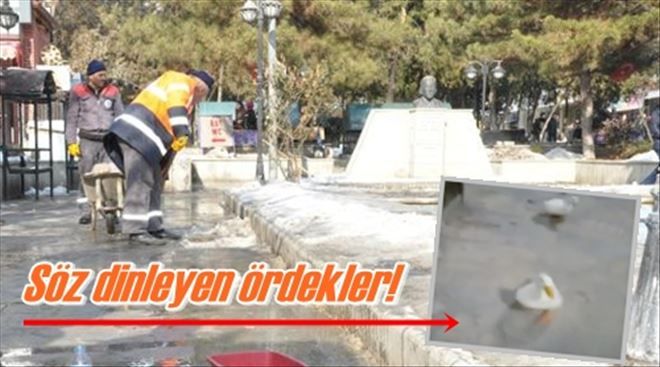 Söz dinleyen ördekler!