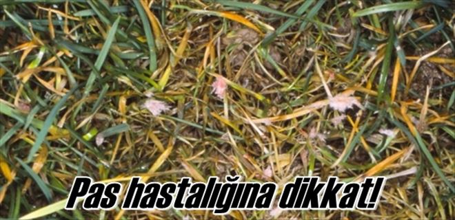 Pas hastalığına dikkat!