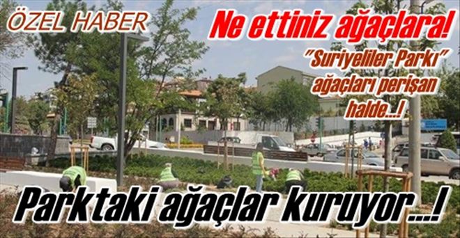 Parktaki ağaçlar kuruyor!