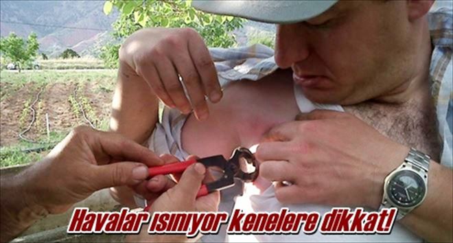 Havalar ısınıyor kenelere dikkat!