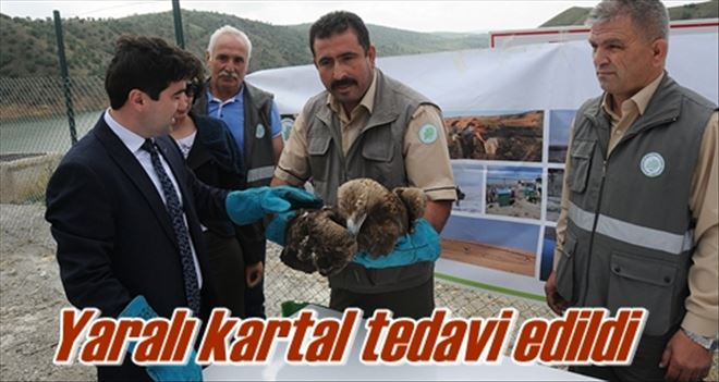 Yaralı kartal tedavi edildi