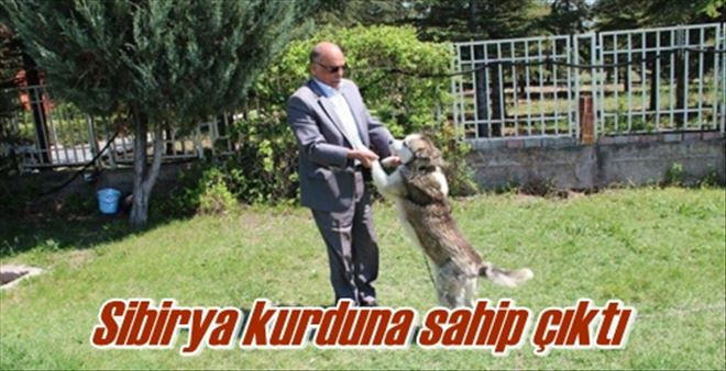 Sibirya kurduna sahip çıktı