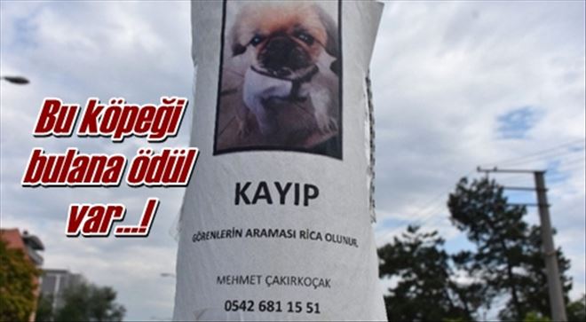 Bu köpeği bulana ödül!