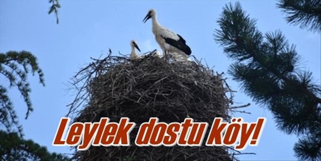 Leylek dostu köy!