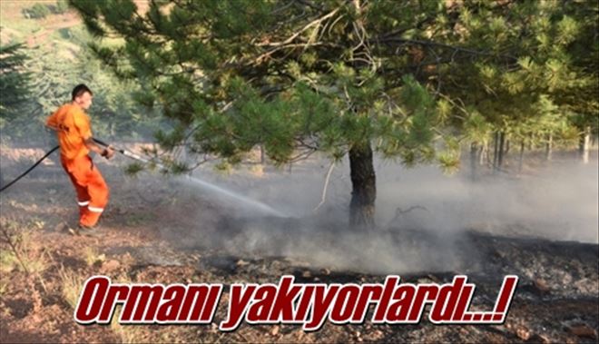 Ormanı yakıyorlardı?!
