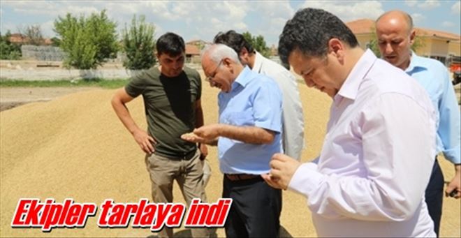Hasat incelemesi