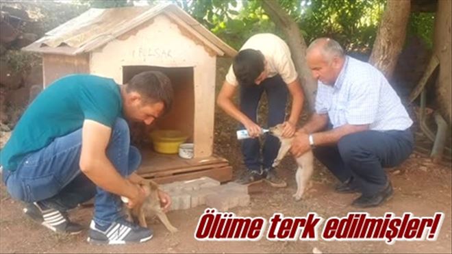 Yavrulara bakıyorlar