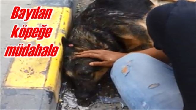 Bayılan köpeğe müdahale