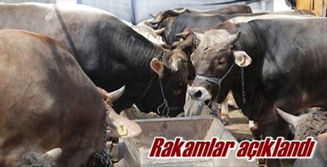 Kurbanlık açıklaması