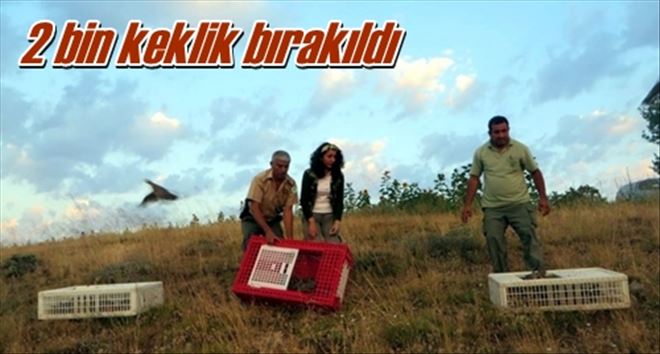 2 bin keklik bırakıldı
