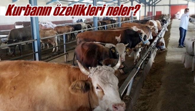 Kurban nasıl olmalı?