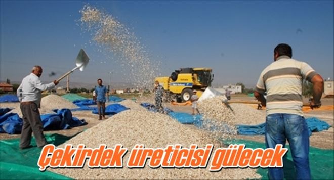 Çekirdek üreticisi gülecek