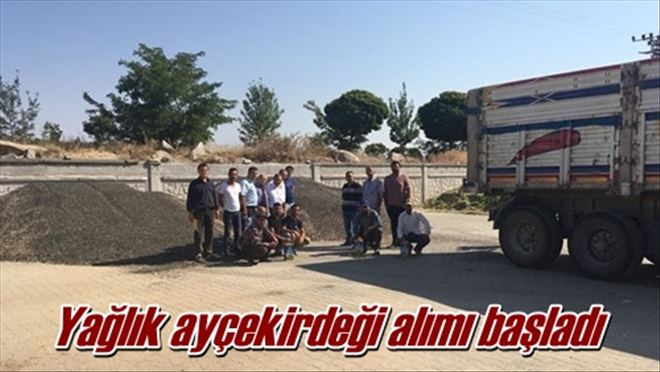 Yağlık ayçekirdeği alımı başladı