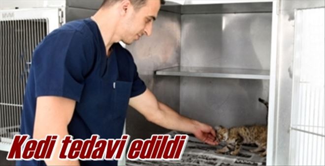 Kedi tedavi edildi